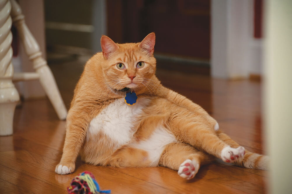 An overweight orange cat sitting on the ground